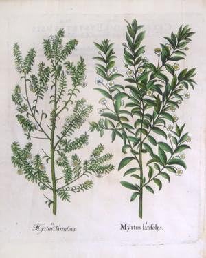 Myrtus latifoliis, Pl. 146