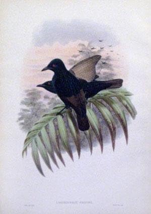 Lamprocorax Grandis (Barna-szárnyas Starling)
