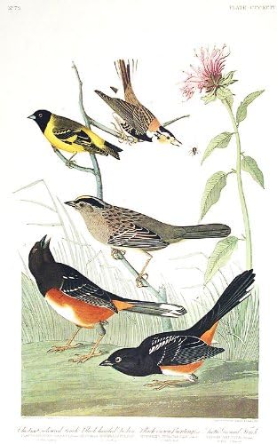 Gesztenye színű Finch, Fekete hajú Néha Fekete korona Sármány, Jeges Föld-Finch. Athe Birds of America (Amsterdam Kiadás)